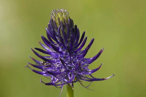 Round-headed rampion