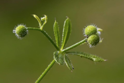 Cleavers