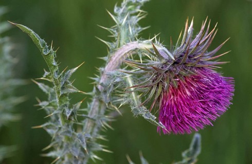 Musk thistle