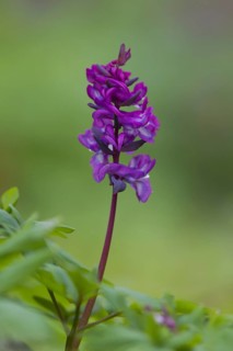 Bulbous Corydalis