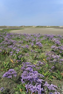 Sea lavender
