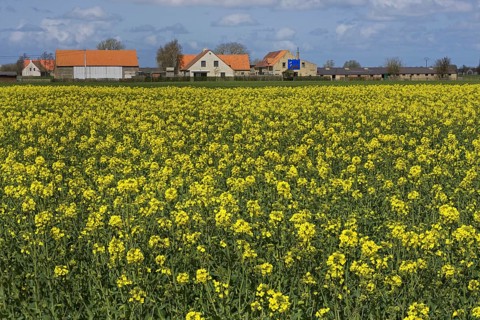 Field with rapeseed