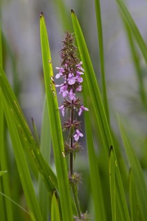 Marsh woundwort