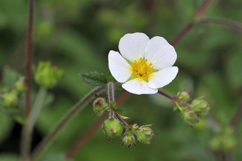 Rock Cinquefoil