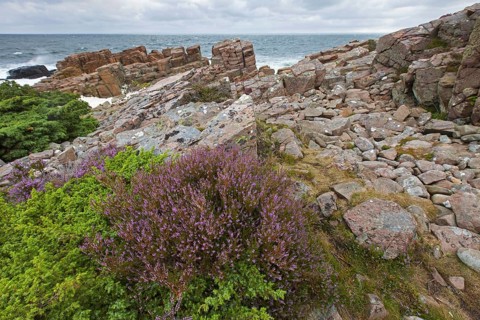 Common heather