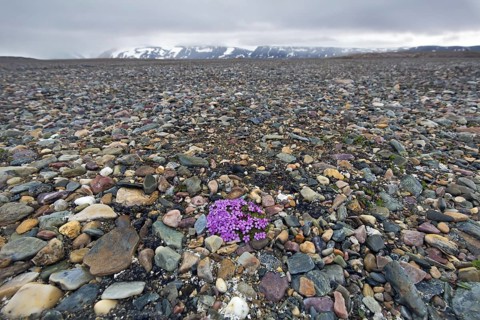 Moss campion
