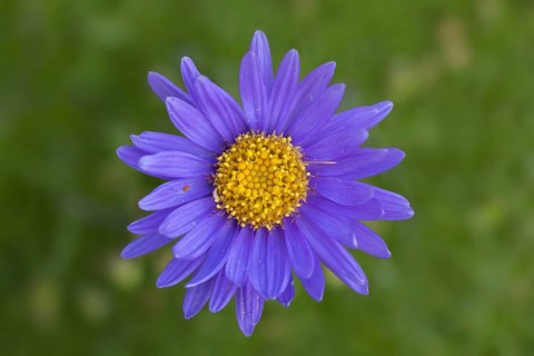 Alpine aster