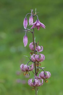 Martagon lily