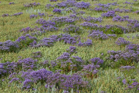 Common sea-lavender