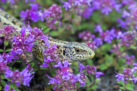 Sand lizard
