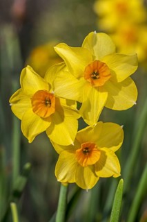 Close-up of the yellow daffodil cultivar