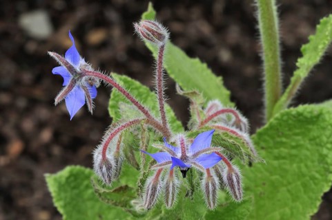 Borage