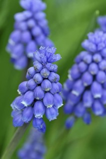 Common grape hyacinth