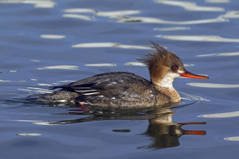 Red-breasted merganser