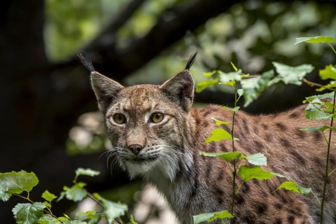Eurasian lynx