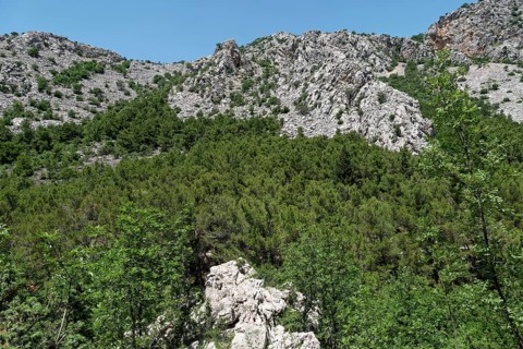 Forested limestone cliffs in the Velebit Mountains in Paklenica National Park in northern Dalmatia. Paklenica Starigrad