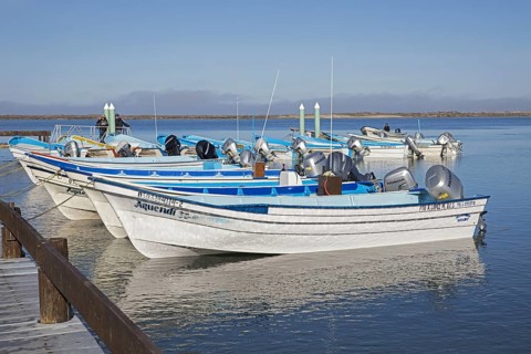 Tourist boats waiting for tourists to spot gray whales at Puerto Adolfo Lopez Mateos