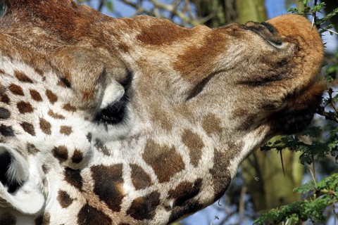 Rothschild's giraffe