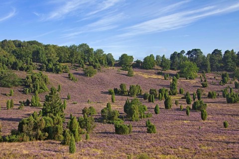Lueneburg Heath
