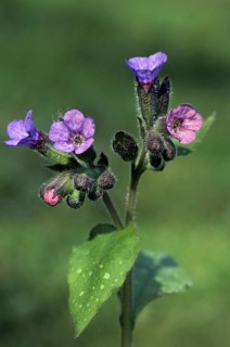 Common lungwort