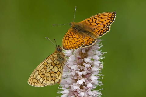 Two Bog Fritillaries