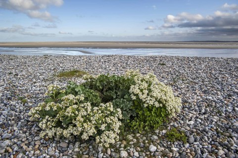 Sea kale