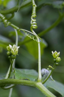 White bryony