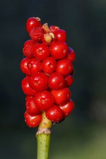 Cuckoo-pint