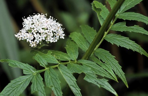 Garden valerian