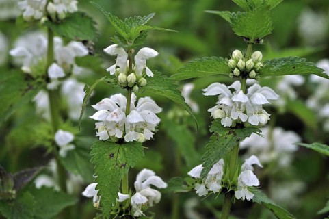 White deadnettle
