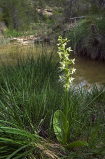 Greater butterfly orchid