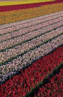 Colourful rows in field of cultivated tulips