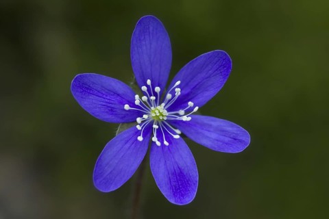Common Hepatica