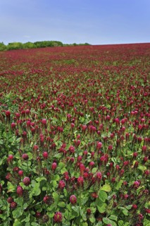 Field of Crimson clover