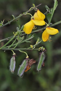 Common Broom