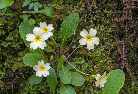 Common primrose