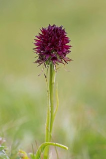 Black vanilla orchid