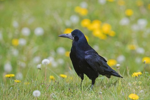 Rook