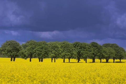 Farmland showing rape