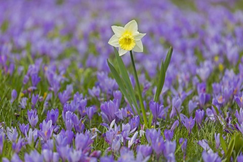 Yellow daffodil