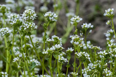 Common scurvygrass