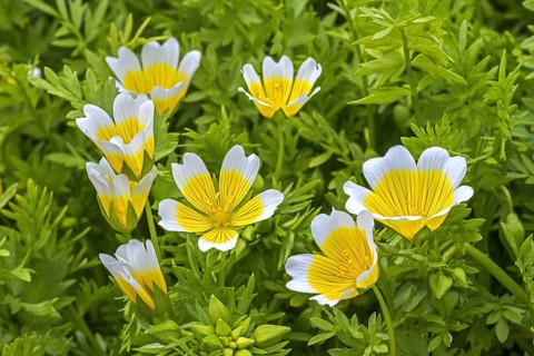 Douglas' meadowfoam