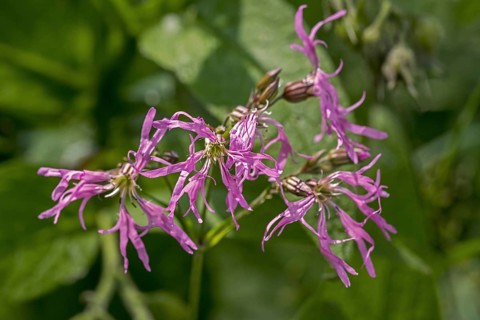 Ragged-Robin