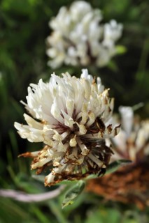 White clover