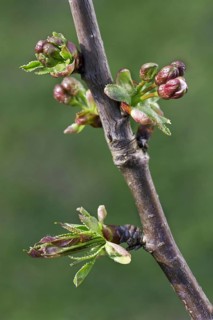 Wild cherry