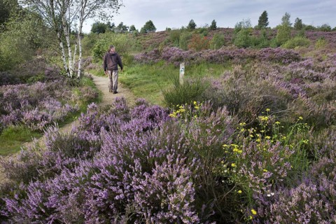 Heather flowering in heathland at the Hoge Kempen National Park