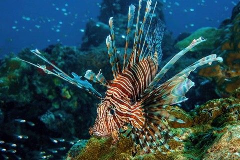 Pacific red lionfish