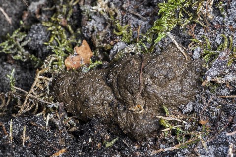 European badger