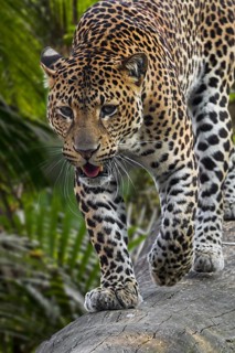 Javan leopard
