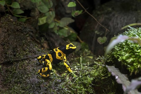 Yellow-banded poison dart frog
